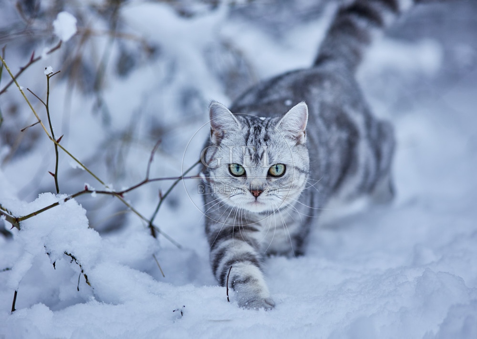 118115 Britisch Kurzhaar Katze im Winter