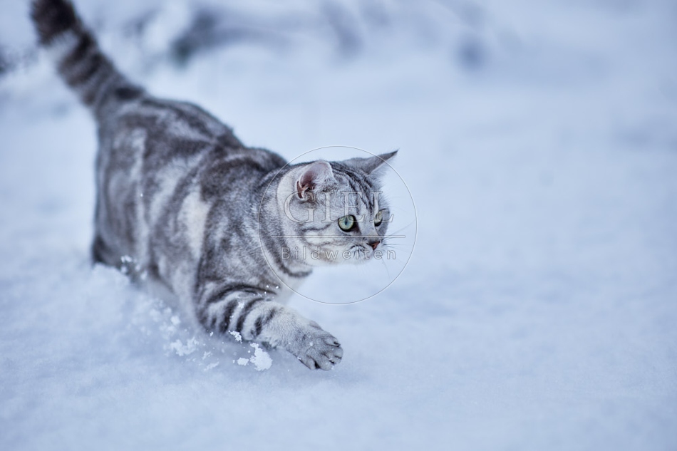 118117 Britisch Kurzhaar Katze im Winter