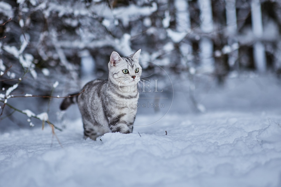 118118 Britisch Kurzhaar Katze im Winter
