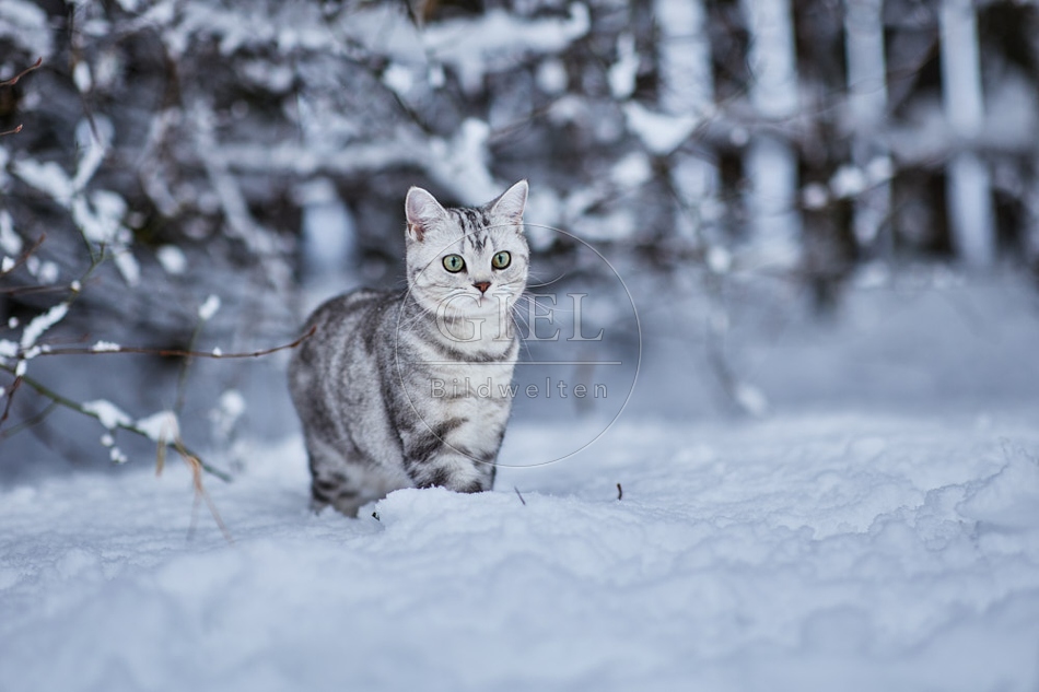 118119 Britisch Kurzhaar Katze im Winter