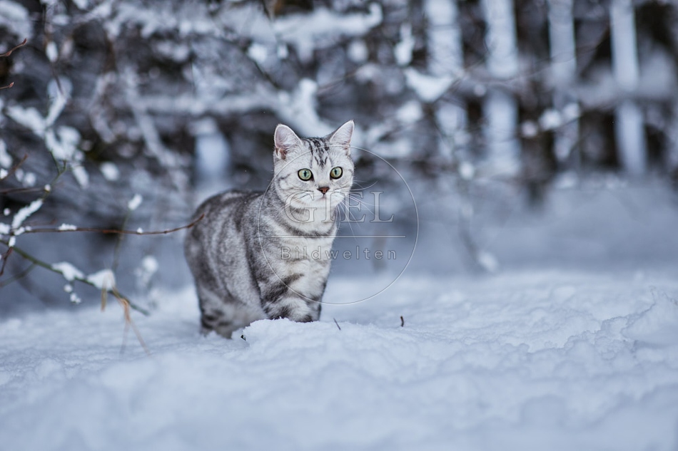 118120 Britisch Kurzhaar Katze im Winter