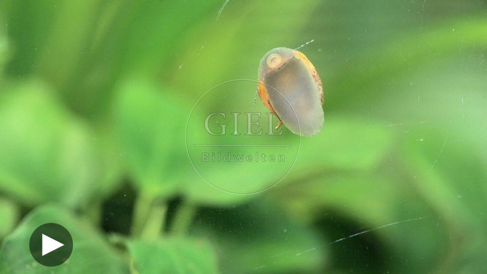 097160 Filmclip, Wasserschnecke