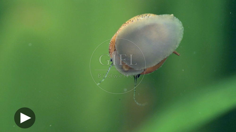 097161 Filmclip, Wasserschnecke