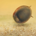 097165 Filmclip, Wasserschnecke