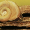 097168 Filmclip, Wasserschnecke