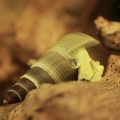 097169 Filmclip, Wasserschnecke
