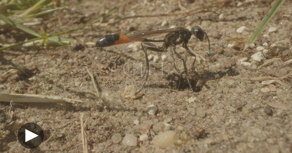 098750 Film-Clip, Sandwespe