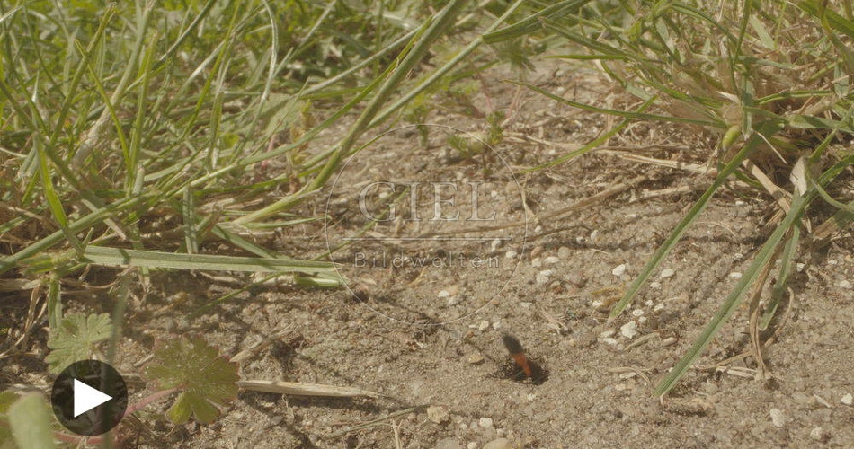 098751 Film-Clip, Sandwespe