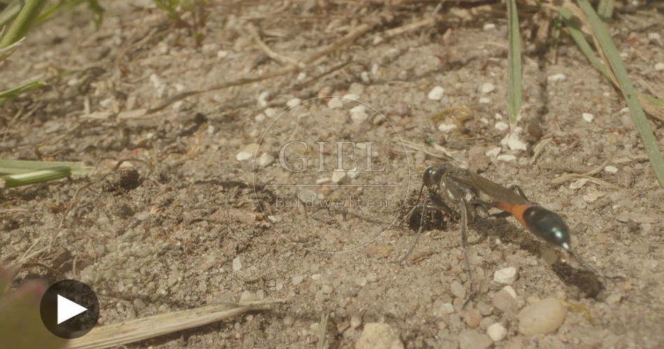 098752 Film-Clip, Sandwespe