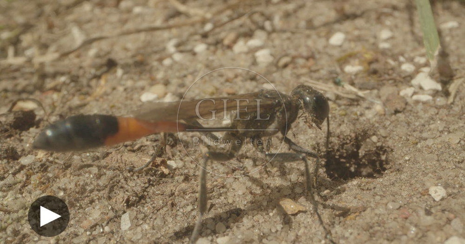 098753 Film-Clip, Sandwespe