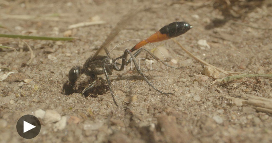 098754 Film-Clip, Sandwespe