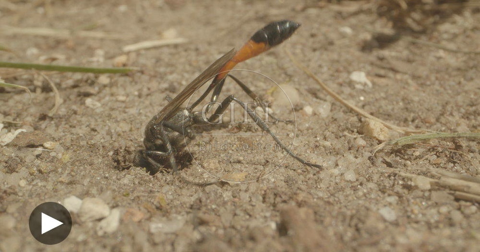 098755 Film-Clip, Sandwespe