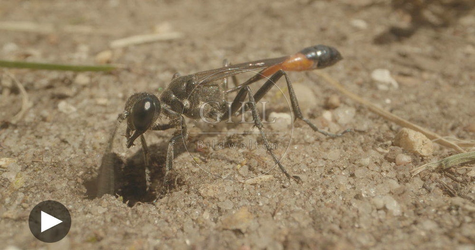 098756 Film-Clip, Sandwespe