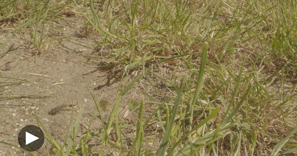 098757 Film-Clip, Sandwespe