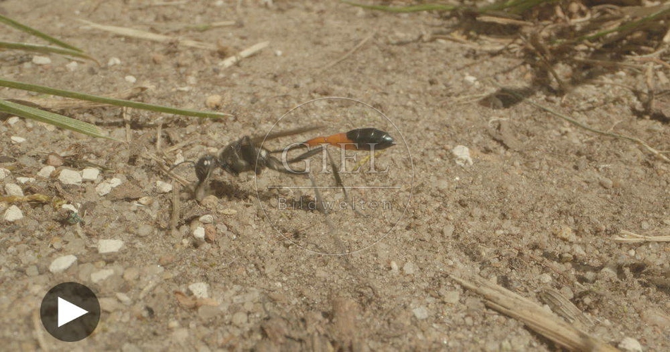 098758 Film-Clip, Sandwespe