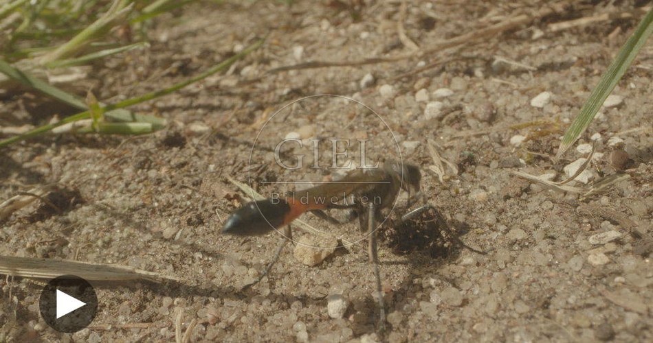 098812 Film-Clip, Sandwespe