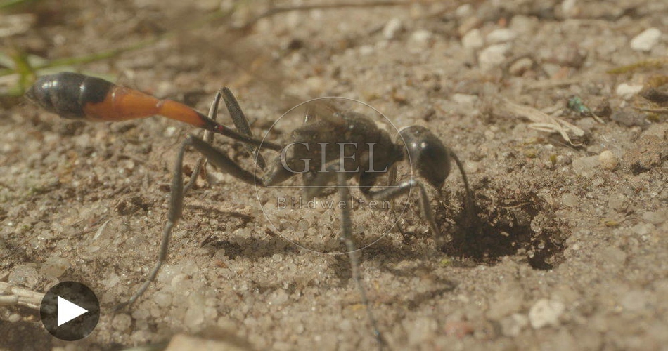 098813 Film-Clip, Sandwespe