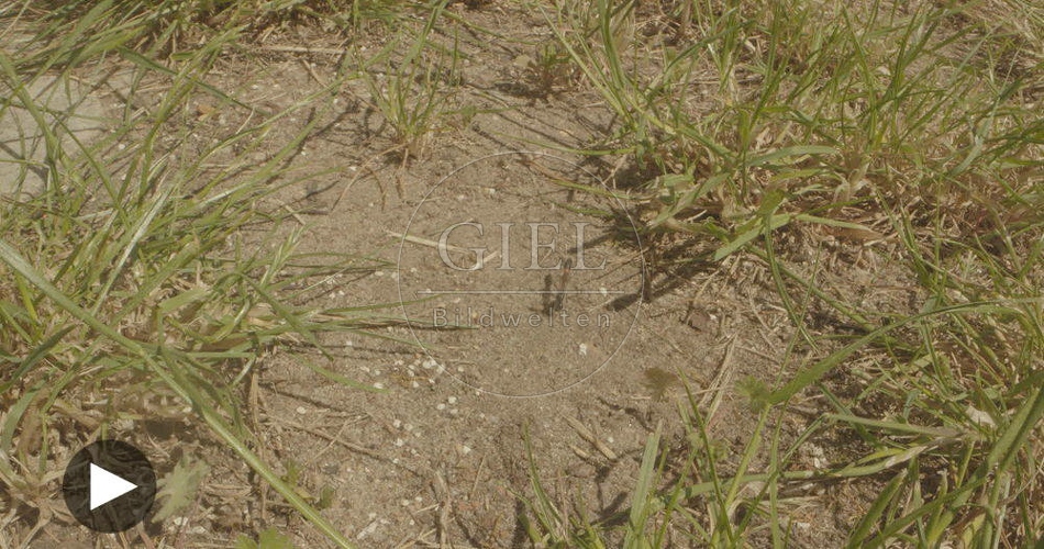 098815 Film-Clip, Sandwespe