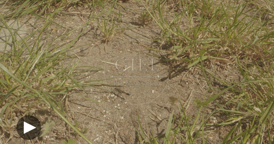 098816 Film-Clip, Sandwespe