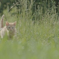 101209 Film-Clip, junge Hauskatze