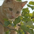 101256 Film-Clip, junge Hauskatze