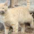 101258 Film-Clip, junge Hauskatze