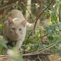 101265 Film-Clip, junge Hauskatze