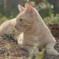 101266 Film-Clip, junge Hauskatze