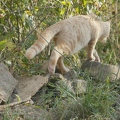 101267 Film-Clip, junge Hauskatze