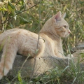 101268 Film-Clip, junge Hauskatze