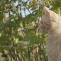 101269 Film-Clip, junge Hauskatze