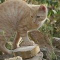 101270 Film-Clip, junge Hauskatze