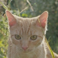 101273 Film-Clip, junge Hauskatze