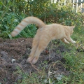 101276 Film-Clip, junge Hauskatze