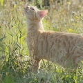 101278 Film-Clip, junge Hauskatze