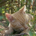 101279 Film-Clip, junge Hauskatze