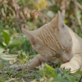 101281 Film-Clip, junge Hauskatze