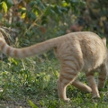 101282 Film-Clip, junge Hauskatze