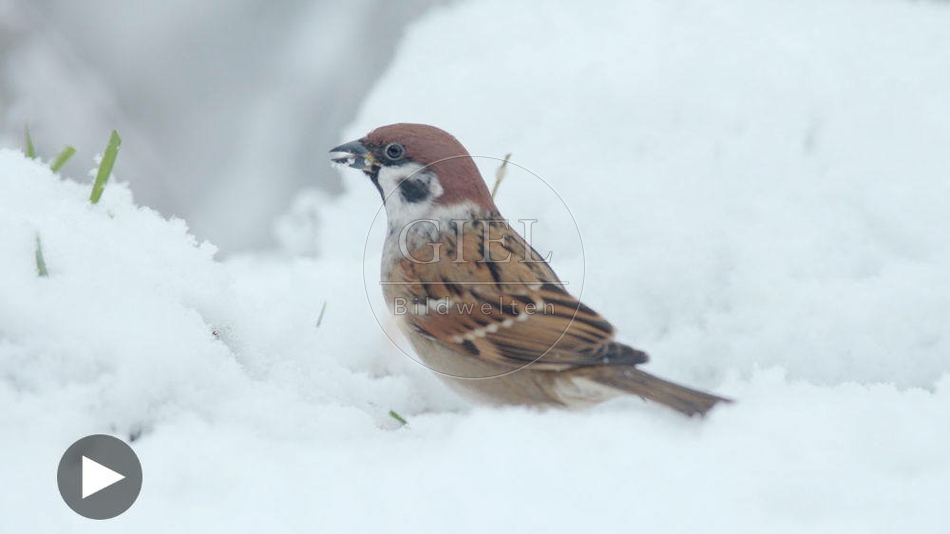 102207 Film-Clip, Feldsperling, Spatz im Winter