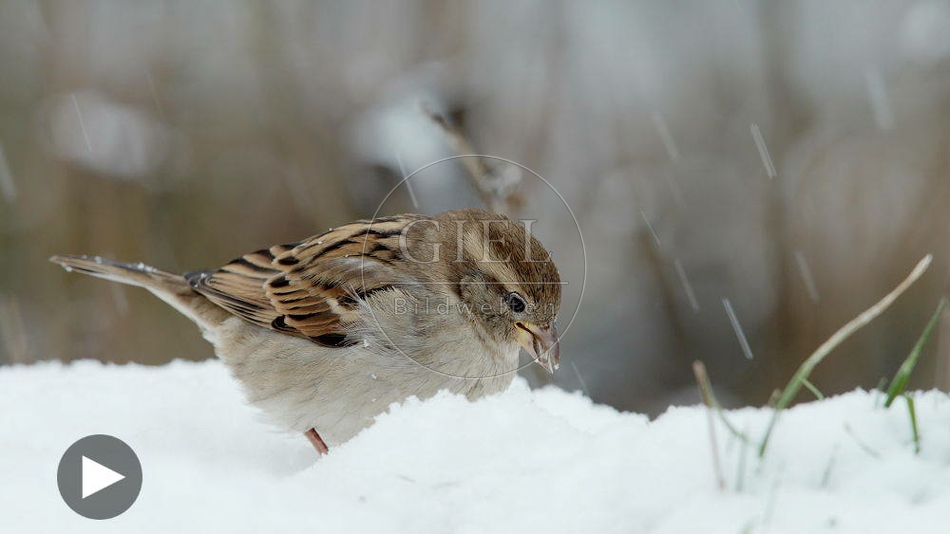 102210 Film-Clip, Haussperling, Spatz