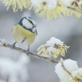 102216 Film-Clip, Blaumeisen im Winter