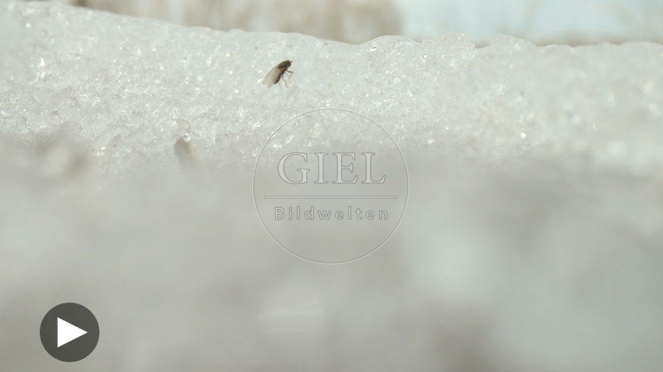 102230 Film-Clip, Fliege im Winter
