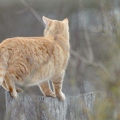 102731 Film-Clip, Hauskatze