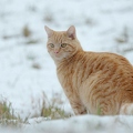 102733 Film-Clip, Hauskatze