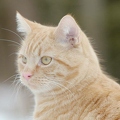 102739 Film-Clip, Hauskatze