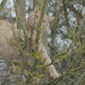 102740 Film-Clip, Hauskatze