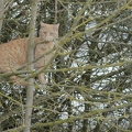 102741 Film-Clip, Hauskatze
