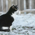 102745 Film-Clip, Hauskatze