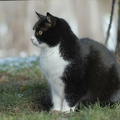 102746 Film-Clip, Hauskatze