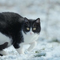 102747 Film-Clip, Hauskatze